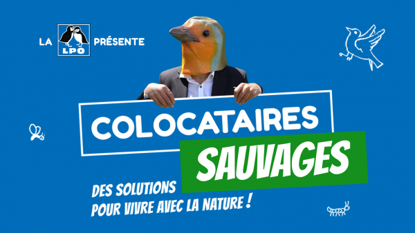 colocataires sauvages visuel web-série